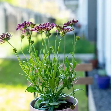 شقة Sunny Garden Warta View *