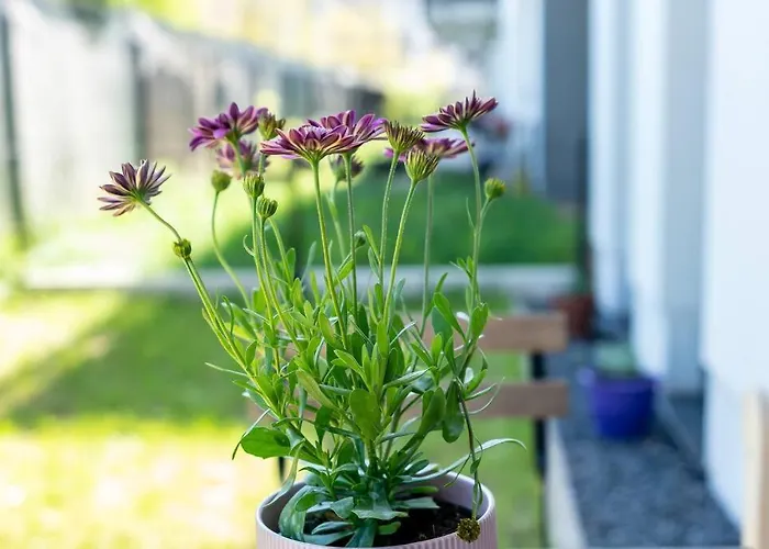 Apartment Sunny Garden Warta View *